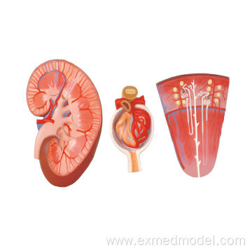 Kidney, Nephron and Glomerulus